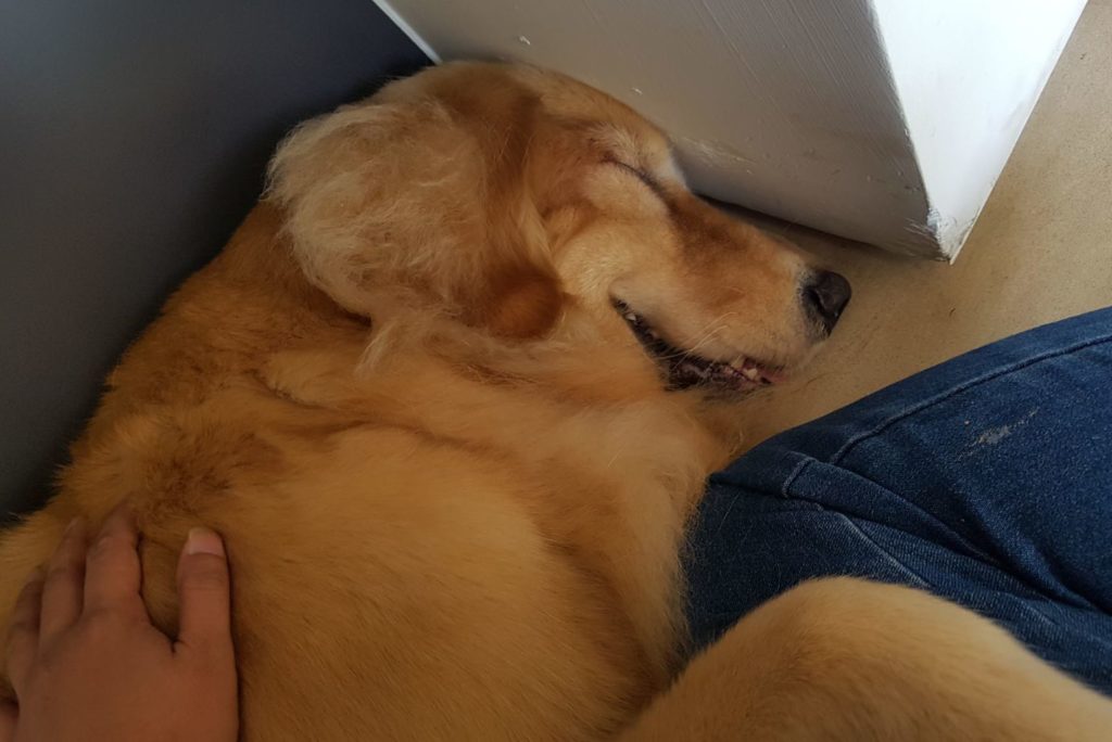 Bei the Golden Retriever in a blissful sleep while reeiving Reiki